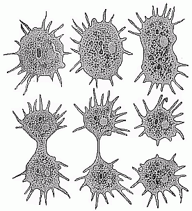 Fig.17 Division of a unicellular amœba.