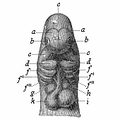 Fig.170. Head of a dog embryo, seen from the front.