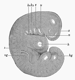 Fig.180. Very young human embryo of the fourth week, one-fourth of an inch long.