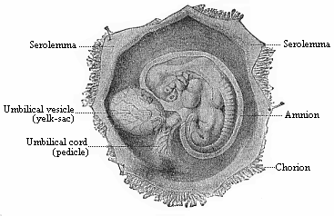 Fig.192. Human embryo of the fourth week, one-third of an inch long, lying in the dissected chorion.