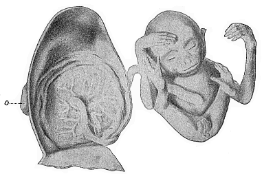 Fig.197. Male embryo of the Siamang-gibbon (Hylobates siamanga) of Sumatra.