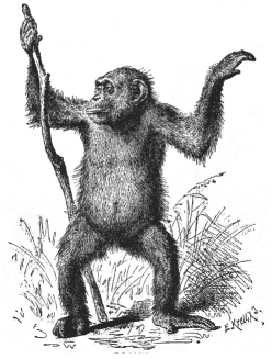 Fig.207. Female chimpanzee (Anthropithecus niger).