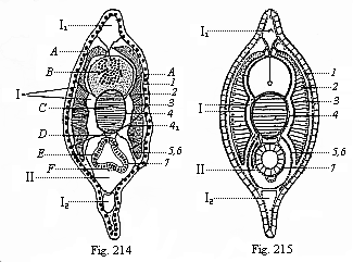 Fig.214. Transverse section of a young Amphioxus, immediately after metamorphosis. Fig. 215. Diagram of preceding.