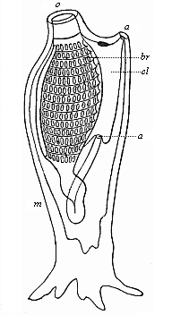 Fig.220. Organisation of an Ascidia (left view).