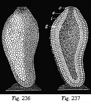 Figs. 236-237. Ascula of gastrophysema, attached to the floor of the sea.