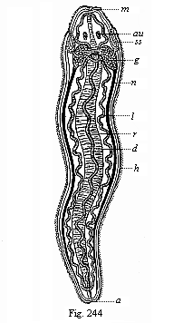 Fig.244. A simple Nemertine.