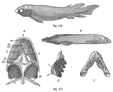 Fig.256. Fossil Dipneust (Dipterus Valenciennesi), from the old red sandstone (Devon). Fig. 257. The Australian Dipneust (Ceratodus Forsteri).