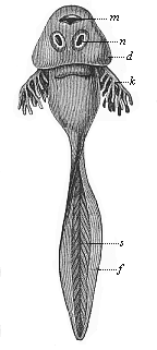 Fig.262. Larva of the common grass-frog (Rana temporaria), or “tadpole.”