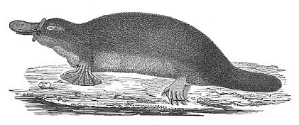 Fig. 269. The Ornithorhyncus or Duck-mole. (Ornithorhyncus paradoxus).