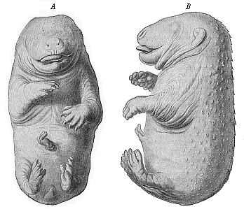 Fig.289. Embryo of a bear (Ursus arctos).