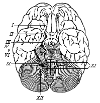 Fig.292. The human brain, seen from below.