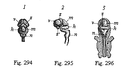 Fig.294. Central marrow of the human embryo from the seventh week, 4/5 inch long. Fig. 294. The brain from above. Fig. 295. The brain with the uppermost part of the cord, from the left. Fig. 296. Back view of the whole embryo: brain and spinal cord exposed.