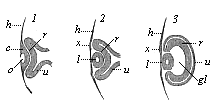 Fig.318. Eye of the chick embryo in longitudinal section (1. from an embryo sixty-five hours old; 2. from a somewhat older embryo; 3. from an embryo four days old).