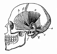 Fig.324. The rudimentary muscles of the ear in the human skull.