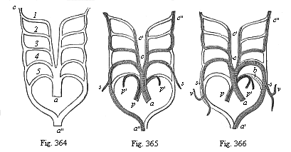 Fig.364. The five arterial arches of the Craniotes (1 to 5) in their original disposition. Fig. 365. The five arterial arches of the birds; the lighter parts of the structure disappear; only the shaded parts remain. Fig. 366. The five arterial arches of mammals.