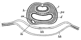 Fig.381. Transverse section of the head of a chick-embryo, thirty-six hours old.