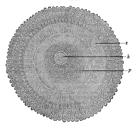 Fig.408. The human ovum after issuing from the Graafian follicle, surrounded by the clinging cells of the discus proligerus (in two radiating crowns).