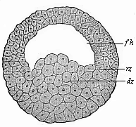 Blastula of the water-salamander.