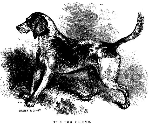 The Fox-Hound