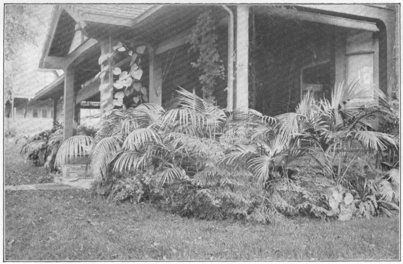 VII. Bedding with palms. If a bricked-up pit is made about the porch, pot palms may be plunged in it in spring and pot conifers in winter; and fall bulbs in tin cans (so that the receptacles will not split with frost) may be plunged among the evergreens.