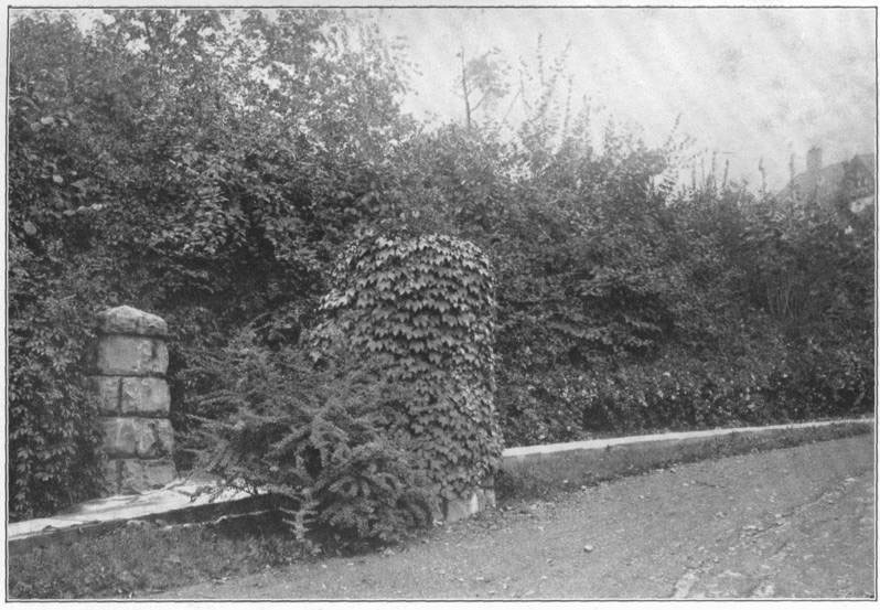 VIII. A well-planted entrance. Common trees and bushes, with Boston ivy on the post, and _Berberis Thunbergii_ in front.