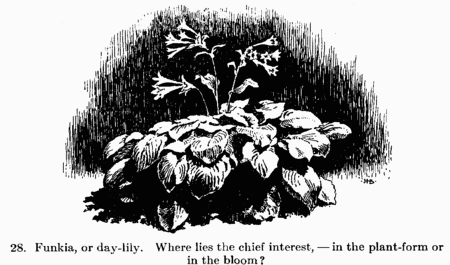 [Illustration: 28. Funkia, or day-lily. Where lies the chief interest,--in the plant-form or in the bloom?]