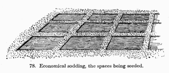 [Illustration: Fig. 78. Economical sodding, the spaces being seeded.]