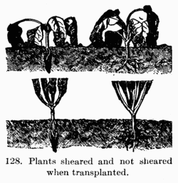 [Illustration: Fig. 128. Plants sheared and not sheared when transplanted.]