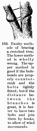 [Illustration: Fig. 163. Faulty methods of bracing a crotched tree. The lower method is wholly wrong. The upper method is good if the bolt-heads are properly counter-sunk and the bolts tightly fitted; but if the distance between the branches is great, it is better to have two bolts and join them by hooks, to allow of wind movements.]