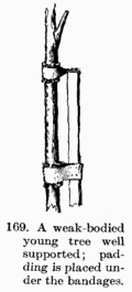 [Illustration: Fig. 169. A weak-bodied young tree well supported; padding is placed under the bandages.]