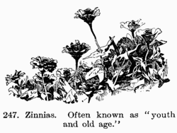 [Illustration: Fig. 247. Zinnias. Often known as “youth and old age.”]