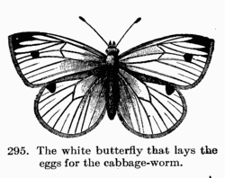 [Illustration: Fig. 295. The white butterfly that lays the eggs for the cabbage-worm.]