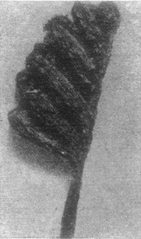 Curly Grass. Schiz&aelig;a