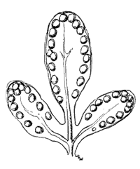 Cloak Ferns. Nothol&aelig;na