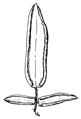 Cliff brakes. Pell&aelig;a