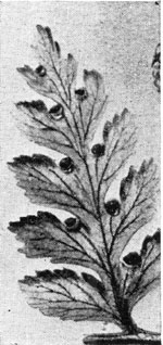 Hayscented Fern. Dennst&aelig;dtia