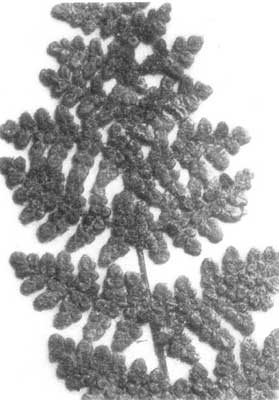 Pinn&aelig; of Slender Lip Fern