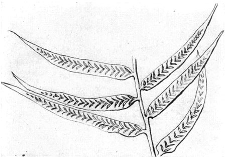 Pinn&aelig; and Sori