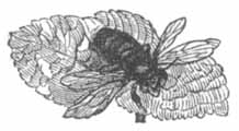 Illustration.