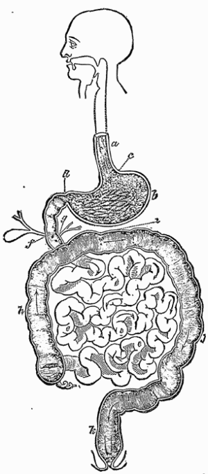 The Alimentary Canal, a. Esophagus; b. Stomach; c.
Cardiac Orifice; d. Pylorus; e. Small Intestine; f. Bile Duct;
g. Pancreatic Duct; h. Ascending Colon; i. Transverse Colon; j.
Descending Colon; k. Rectum.