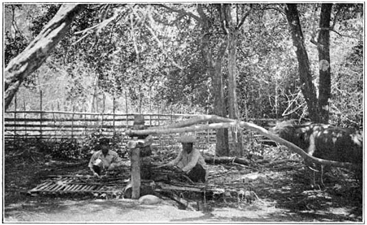 Sugar cane press