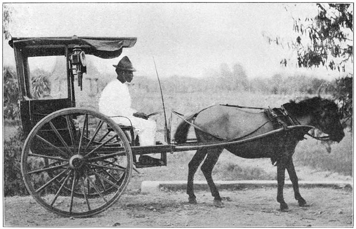 &ldquo;The Rat-pony and the Two-wheeled Nightmare&rdquo;