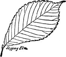 Slippery Elm