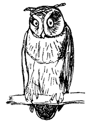 owl