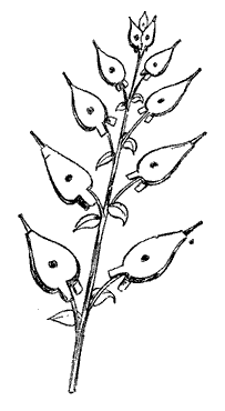 Puffia Leatherbellowsa.