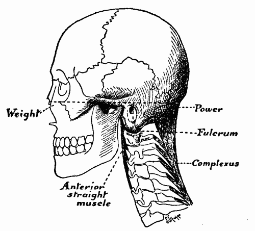 Fig. 2.&mdash;The skull as a lever of the first order.