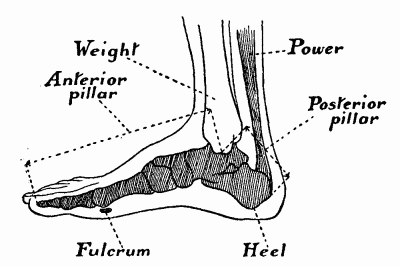 Fig. 6.&mdash;The bones forming the arch of the foot, seen from the inner side.