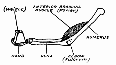 Fig. 9B.&mdash;The forearm and hand as a lever of the third order.