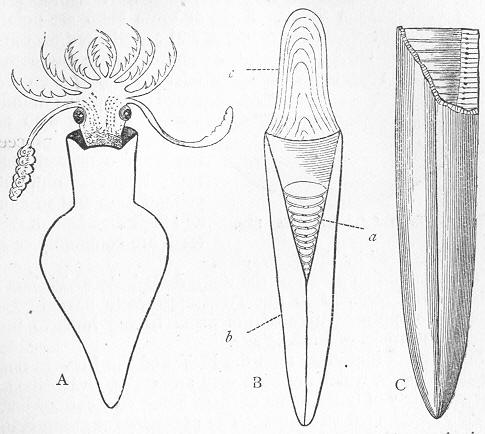 Fig. 173