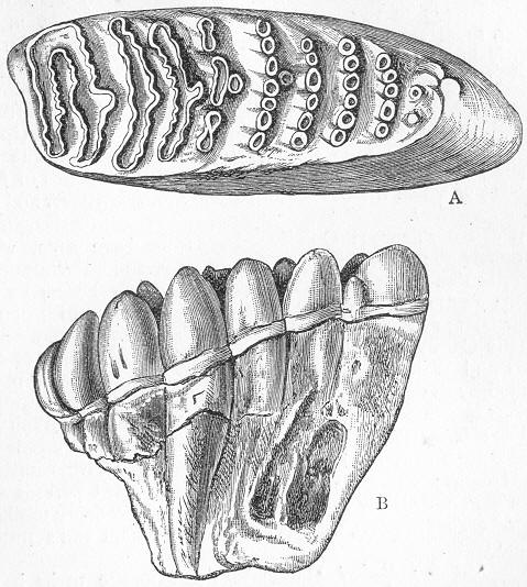 Fig. 247